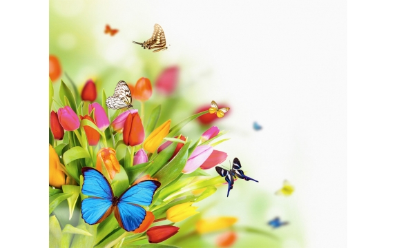 Фотообои FTX-06-00003 Разноцветные тюльпаны и бабочки