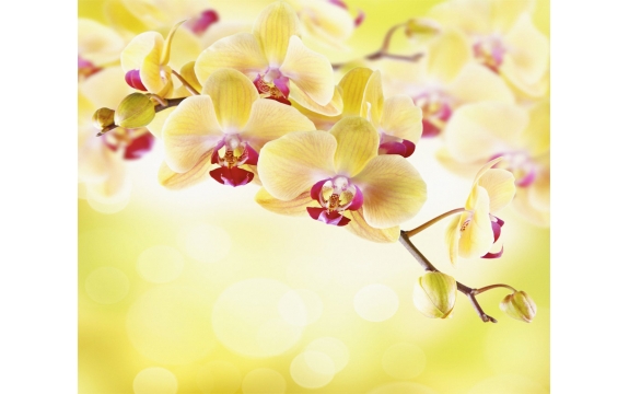 Фотообои FTX-06-00004 Орхидеи в желтых оттенках