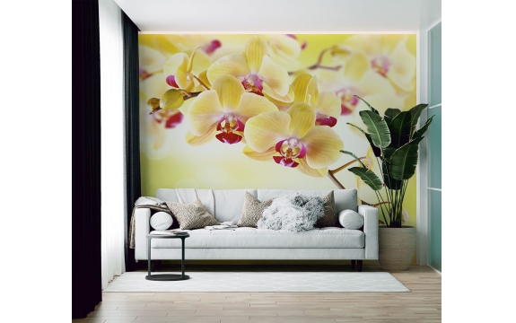 Фотообои FTX-06-00004 Орхидеи в желтых оттенках №1