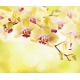 Фотообои FTX-06-00004 Орхидеи в желтых оттенках №1