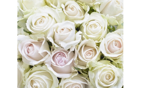 Фотообои FTX-06-00005 Розы в белых и розоватых тонах