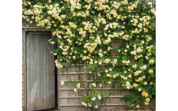 Фотообои FTX-06-00006 Розы на стене деревенского домика