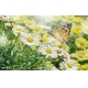 Фотообои FTXL-06-00002 Ромашки и бабочка в саду №1