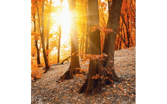 Фотообои FTK-01-00007 Осенний лес в солнечном свете