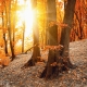 Фотообои FTK-01-00007 Осенний лес в солнечном свете №1