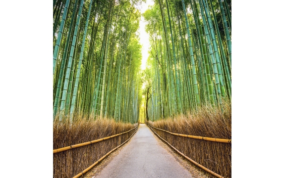 Фотообои FTK-01-00008 Бамбуковый лес с тропинкой