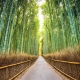 Фотообои FTK-01-00008 Бамбуковый лес с тропинкой №1