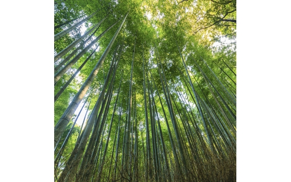 Фотообои FTK-01-00009 Зеленый бамбуковый лес