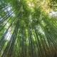 Фотообои FTK-01-00009 Зеленый бамбуковый лес №1