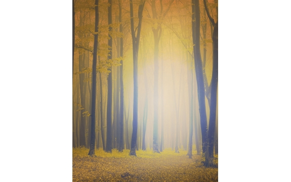 Фотообои FTVV-01-00010 Яркий осенний лес в тумане