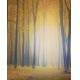 Фотообои FTVV-01-00010 Яркий осенний лес в тумане №1