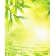 Фотообои FTVV-01-00011 Солнечный бамбук над водой №1