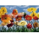 Фотообои Komar 8-257 «Маки» (Poppy), 368 × 254 см, 8 листов №1