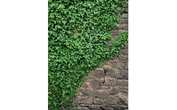 Фотообои Komar 4-324 «Плющ» (Ivy), 184 × 254 см, 4 листа