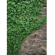 Фотообои Komar 4-324 «Плющ» (Ivy), 184 × 254 см, 4 листа №1