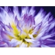 Фотообои MP-4-00043 Цветы, астра в фиолетовых тонах №1