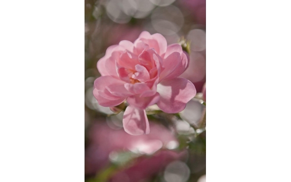Фотообои Komar 4-713 «Розовый Цветок» (Bouquet), 184 × 254 см, 4 листа