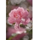 Фотообои Komar 4-713 «Розовый Цветок» (Bouquet), 184 × 254 см, 4 листа №1