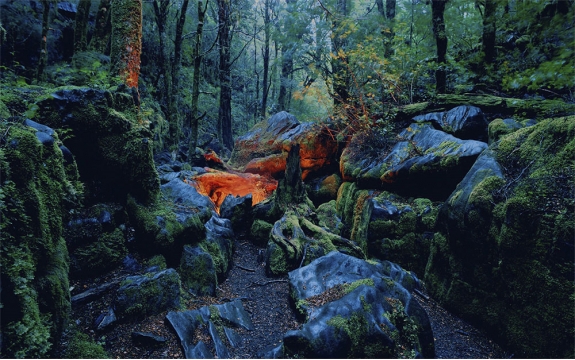 Фотообои Komar 4-508 «Мистический лес» (Mystic), 270 × 194 см, 4 листа