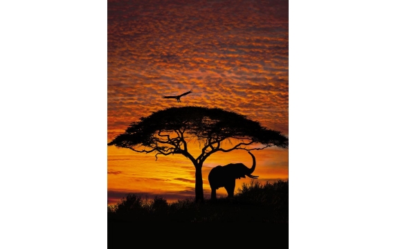 Фотообои Komar 4-501 «Африканский Закат» (African Sunset), 194 × 270 см, 4 листа