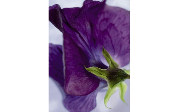 Фотообои Komar 4-711 «Виола» (Viola), 184 × 254 см, 4 листа