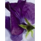 Фотообои Komar 4-711 «Виола» (Viola), 184 × 254 см, 4 листа №1
