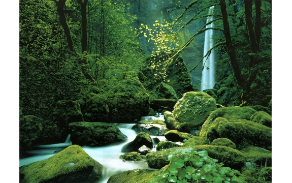 Фотообои Komar 4-065 «Дремучий Лес» (Black Forest), 270 × 194 см, 4 листа