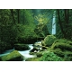 Фотообои Komar 4-065 «Дремучий Лес» (Black Forest), 270 × 194 см, 4 листа №1
