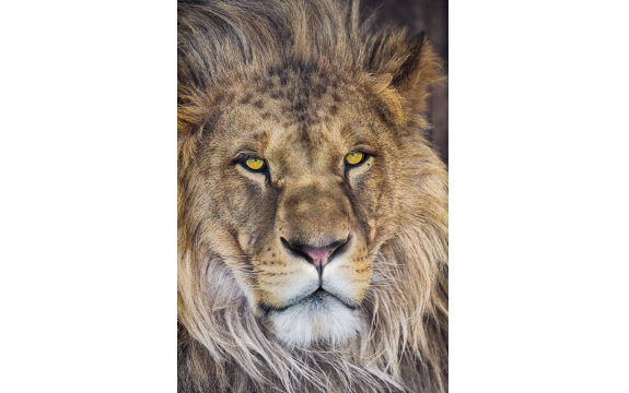 Фотообои Komar 1-619 «Лев» (Lion), 127 × 184 см, 1 лист