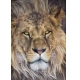 Фотообои Komar 1-619 «Лев» (Lion), 127 × 184 см, 1 лист №1