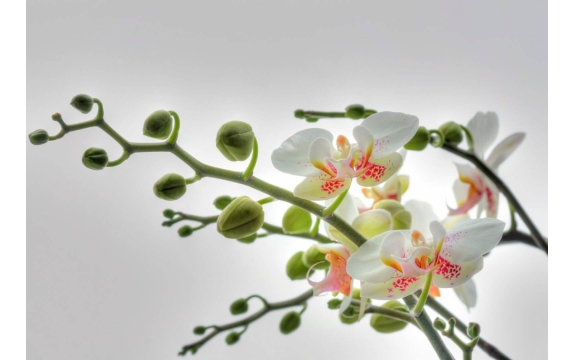 Фотообои Komar 1-608 «Орхидея» (Orchidee), 184 × 127 см, 1 лист