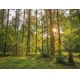 Фотообои MP-4-00055 Сосновый лес на закате солнца №1