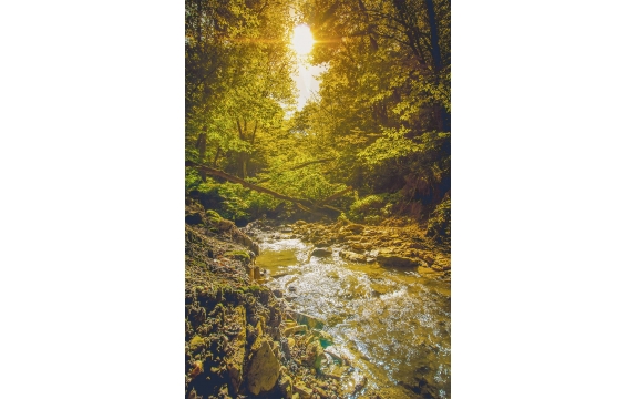 Фотообои MP-2-00058 Солнечный осенний лес и река