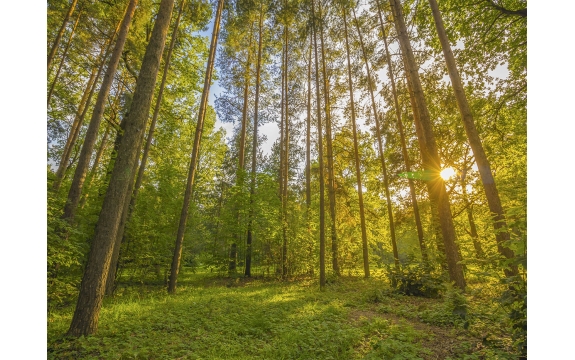 Фотообои MP-4-00060 Солнечный сосновый лес