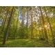 Фотообои MP-4-00060 Солнечный сосновый лес №1