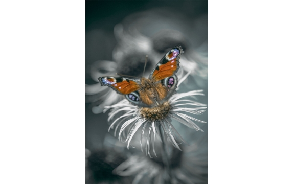 Фотообои MP-2-00064 Роскошная бабочка на черно-белом цветке