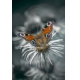 Фотообои MP-2-00064 Роскошная бабочка на черно-белом цветке №1