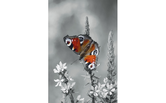 Фотообои MP-2-00066 Яркая бабочка на черно-белом цветке