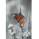Фотообои MP-2-00066 Яркая бабочка на черно-белом цветке №1