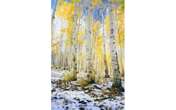 Фотообои FTP-2-01-00005 Осенние березки, лес в первом снегу