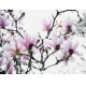 Фотообои FTP-4-06-00011 Цветущие ветки дерева магнолии №1