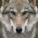 Фотообои FTK-03-00004 Портрет волка №1