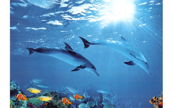 Фотообои Твоя Планета «Дельфины», Люкс, 194 × 136 см, 4 листа