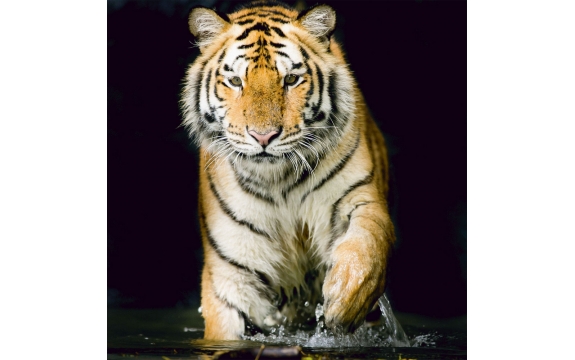 Фотообои FTK-03-00008 Тигр в воде