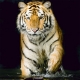 Фотообои FTK-03-00008 Тигр в воде №1