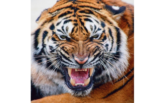 Фотообои FTK-03-00012 Рычащий тигр
