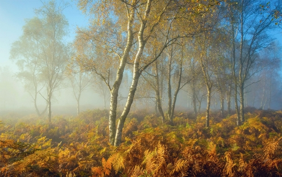 Фотообои FTXL-01-00031 Березовый лес в тумане, осенняя природа