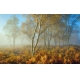 Фотообои FTXL-01-00031 Березовый лес в тумане, осенняя природа №1