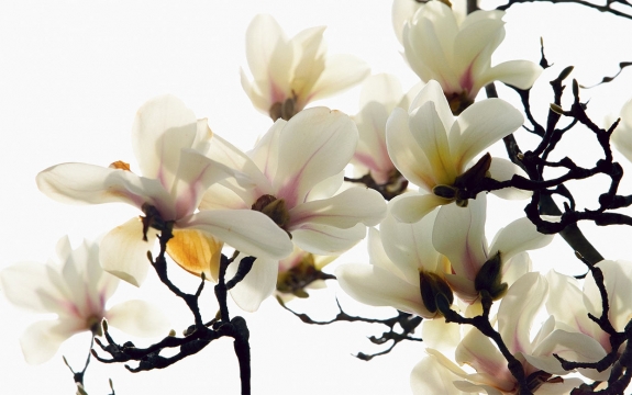 Фотообои FTXL-06-00003 Магнолия, белые цветы