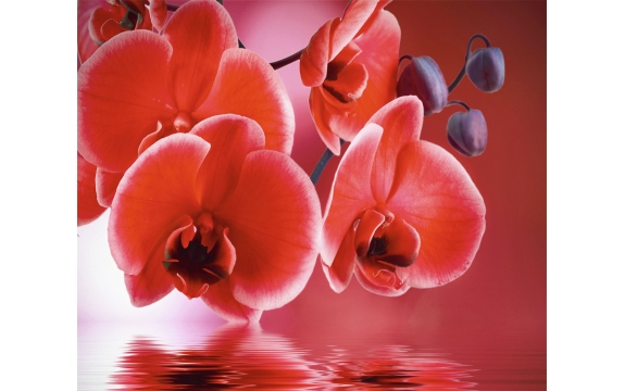 Фотообои FTX-06-00011 Красные орхидеи